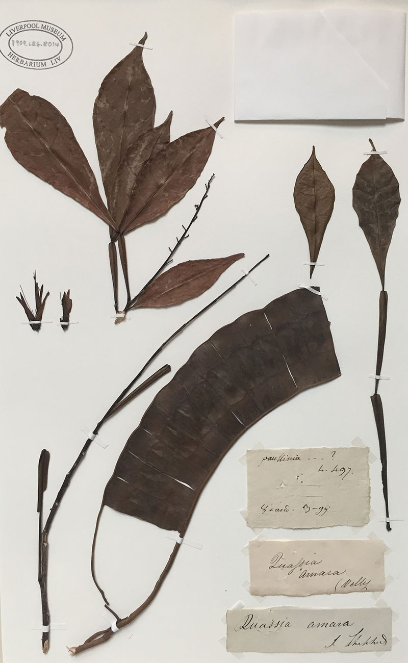 Quassia Herbarium Sheet