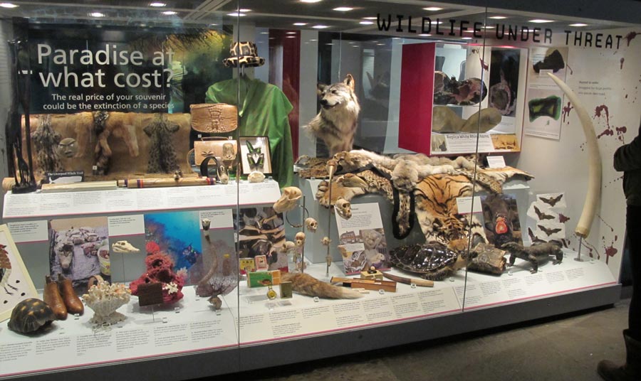 museum display of endangered species, including animal skins seized at customs