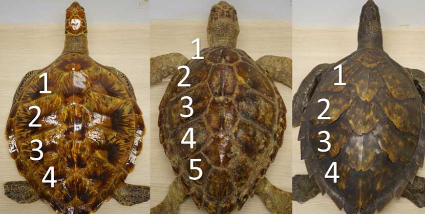 Different types of turtles