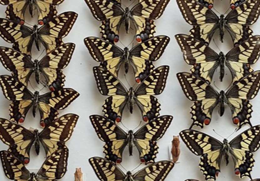 Many Swallowtail butterflies - yellow and black/brown - in drawer