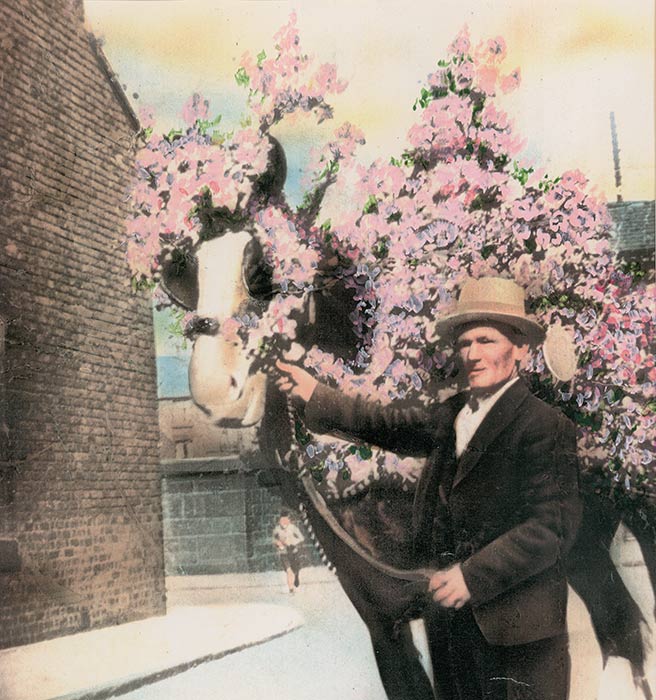 Man with carthorse covered in pink flowers