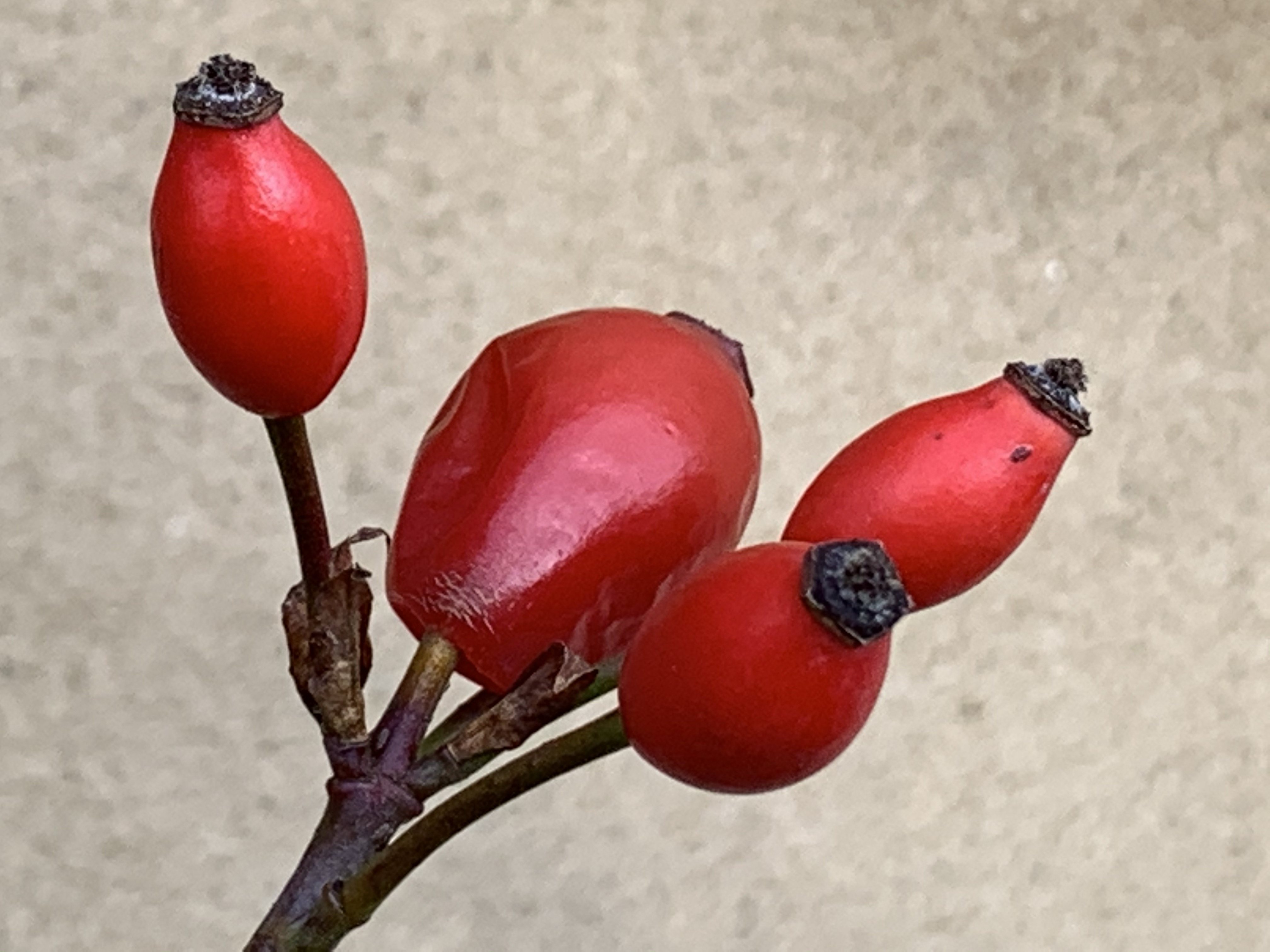 Rose hips buds - cherry red buds