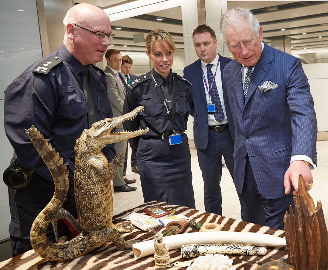 Border Force officers showing Prince Charles some of the objects made from endangered animals that have been seized