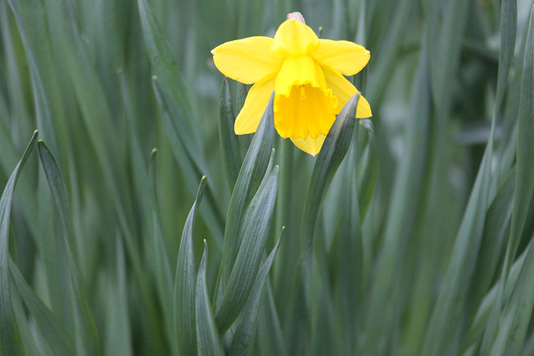 daffodil surrounded by grass