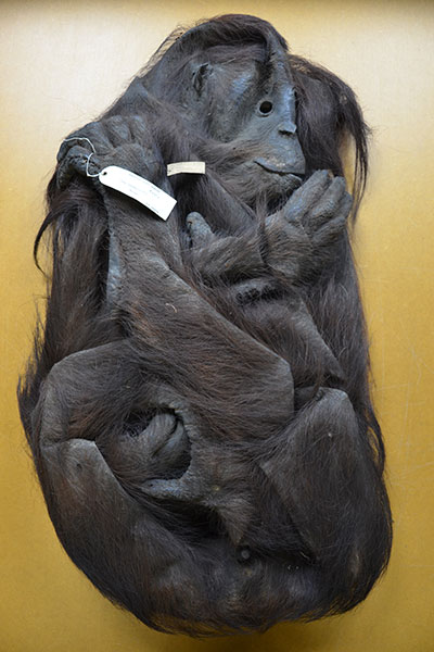 Orangutang skin