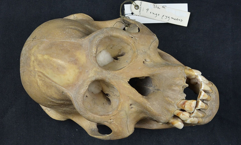 Orangutang skull