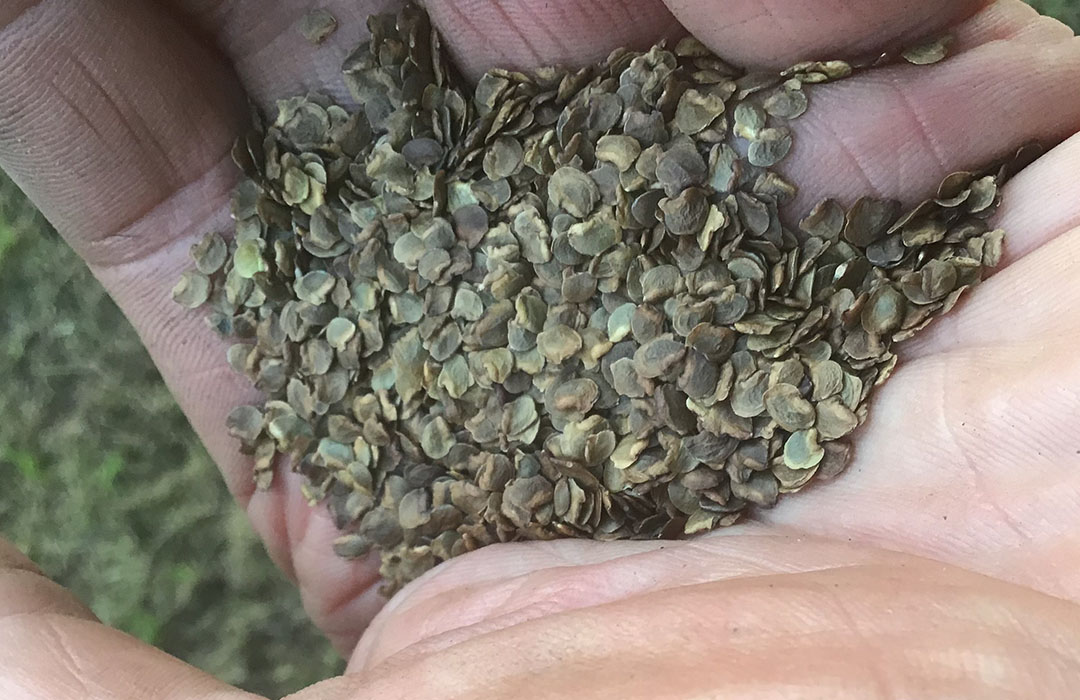 Seeds in hand