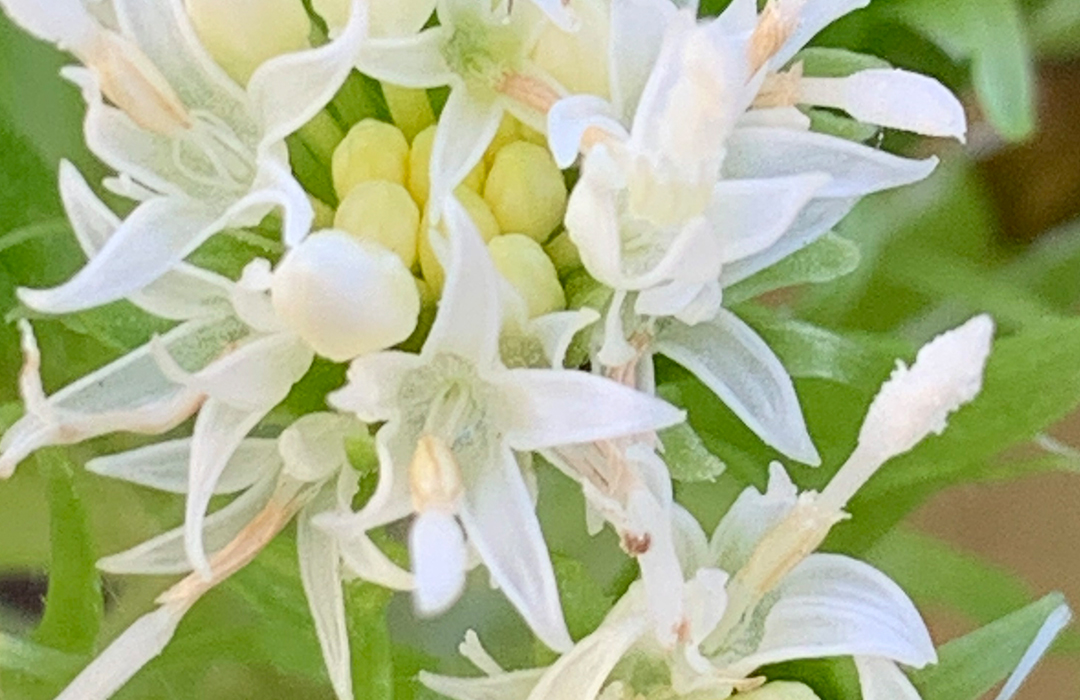 White flower - Ramsons