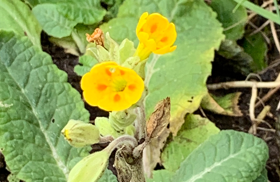 Cowslips - a yellow and orange flower 