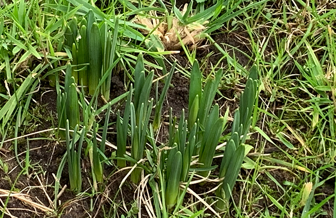 Tulip bulbs strongly bursting through in flowerbed