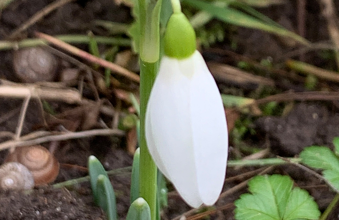 White tulip bloom
