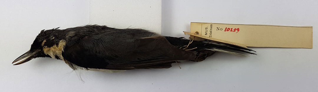 bird specimen on a stick with label