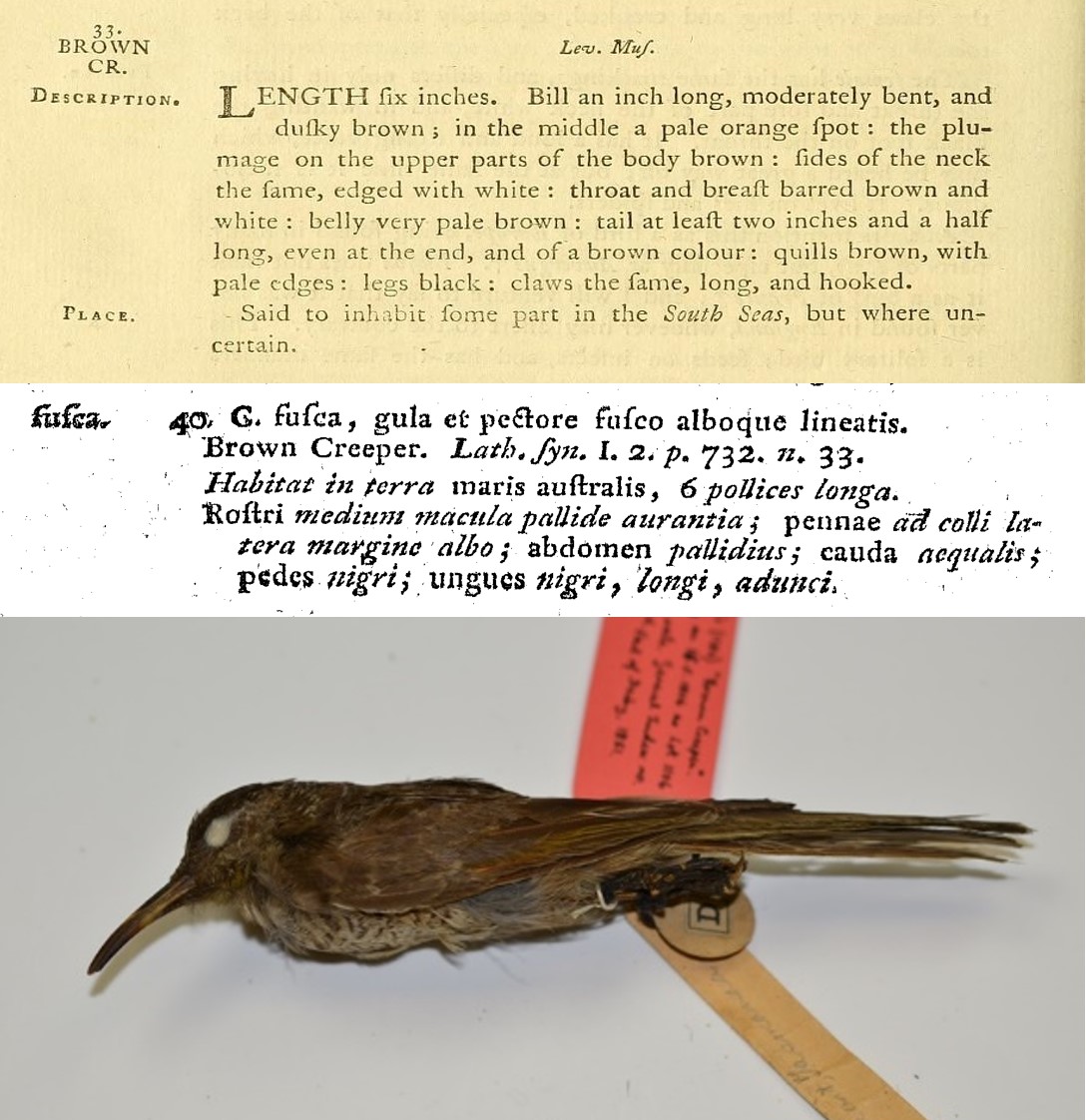 Taxidermy bird with 2 descriptions 