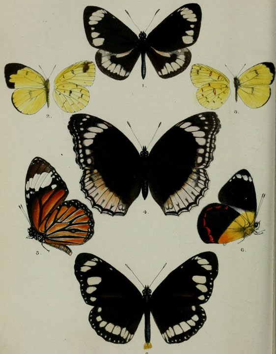 various butterflies