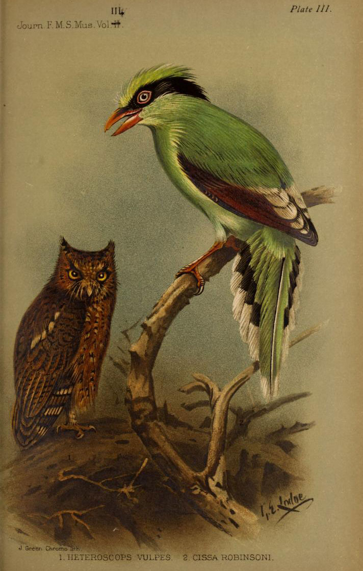 owl and green magpie, sitting on branches