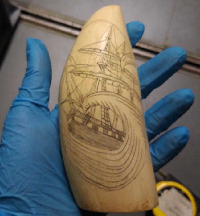 sailing ship carved on an ivory horn