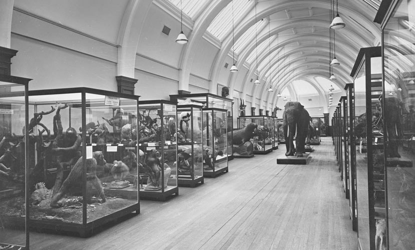 Gallery with natural history collections